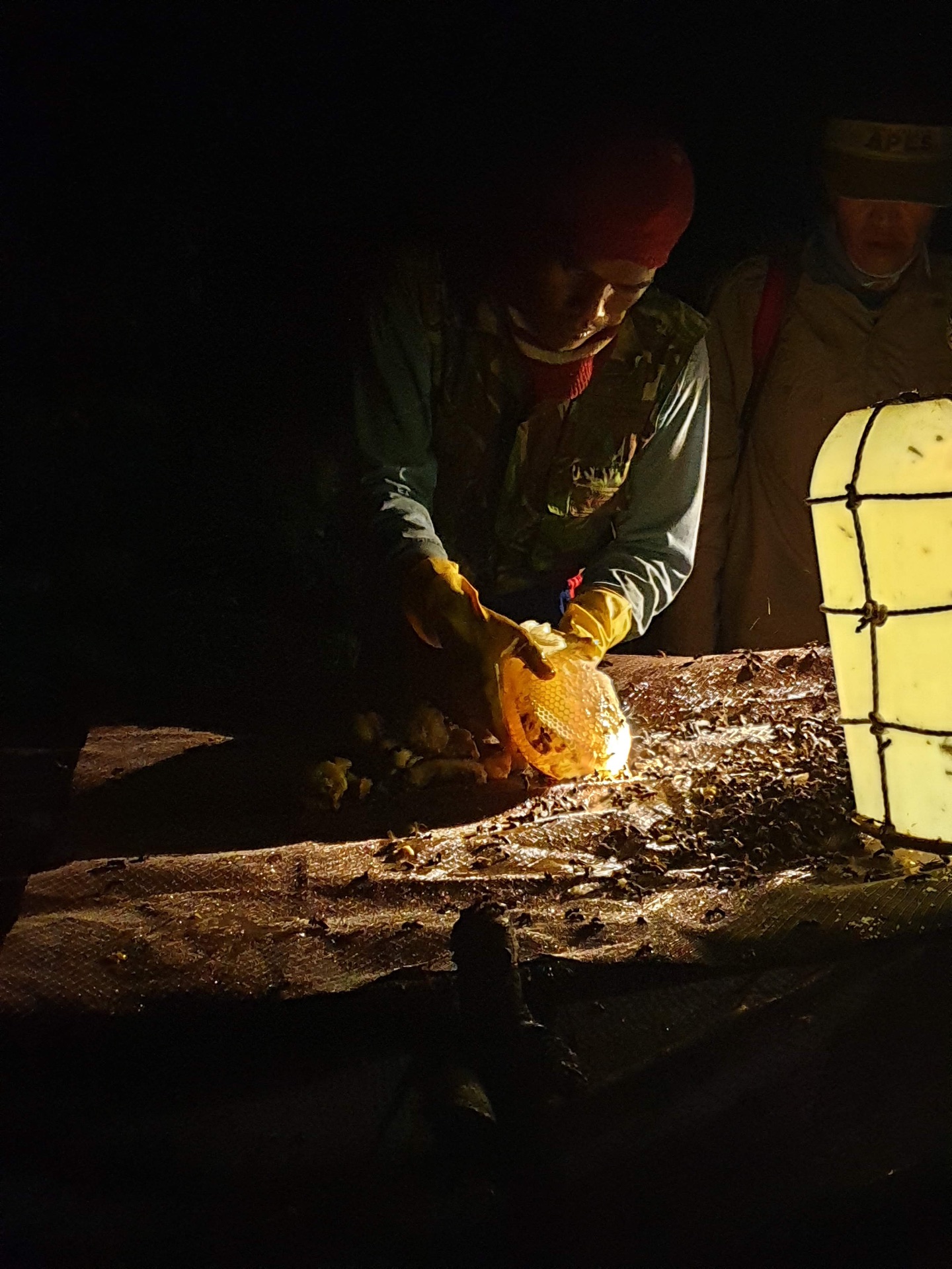 Wild honey harvest at night — Indonesia