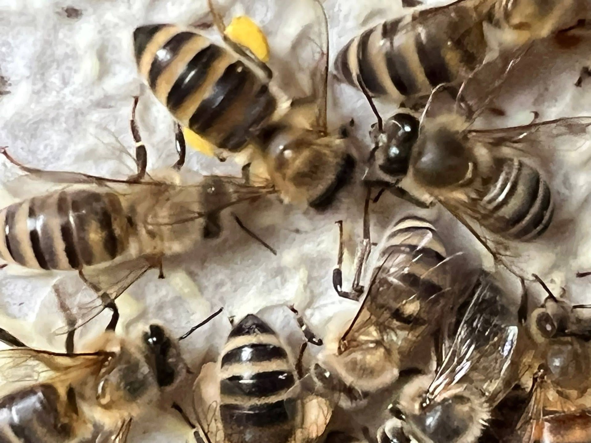 Bees on the comb — origin of the product — Indonesia